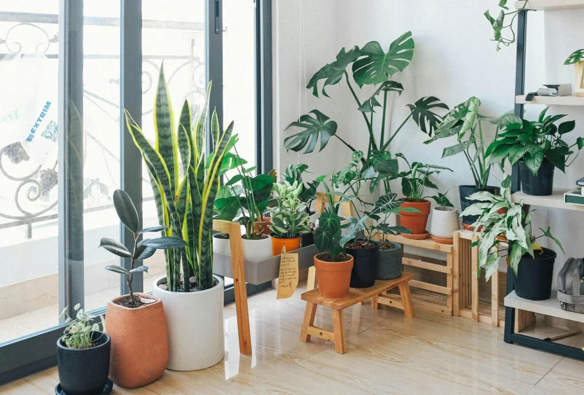 10 Indoor Plants That Boost Your Mood
